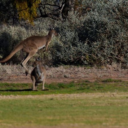 Renmark Country Club Kültér fotó