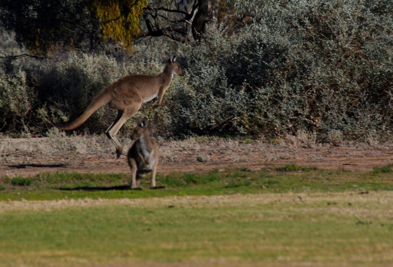 Renmark Country Club Kültér fotó